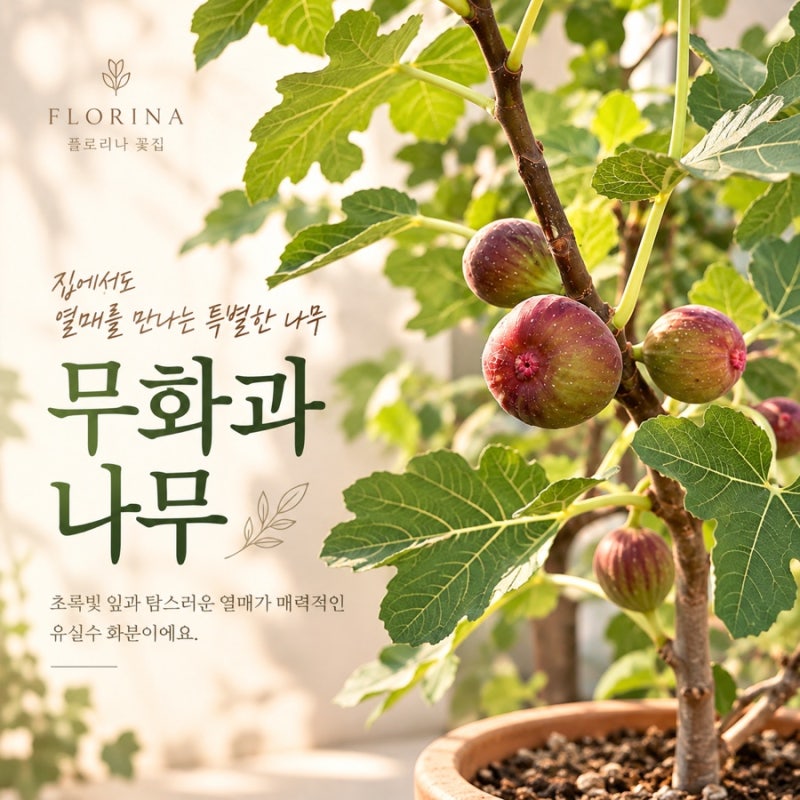 광명 꽃집 무화과 나무 키우기｜열매 맺는 유실수 화분, 물주기부터 관리방법까지