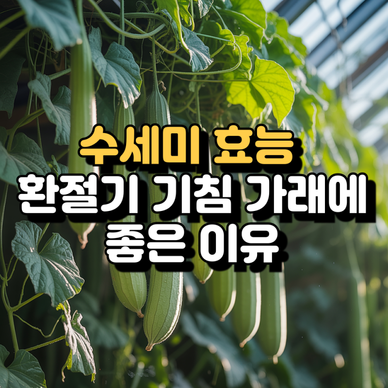 수세미효능 환절기 기침 가래에 좋은 이유와 수세미즙 먹는 법