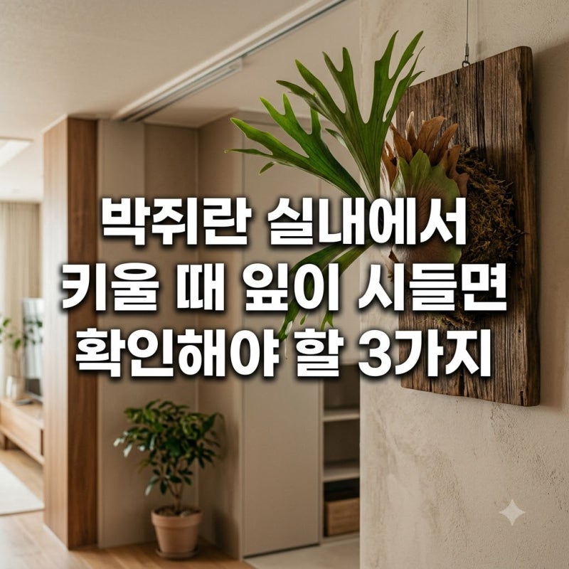 박쥐란 실내에서 키울 때 잎이 시들면 확인해야 할 3가지