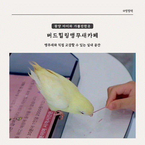 [광양 여행] 광양 아이와 가볼만한곳 앵무새와 직접 교감할 수 있는 버드힐링앵무새카페