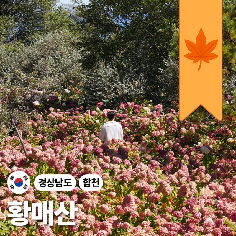 "황매산에 열린 딸기동산" 경남 가을 수국 명소 합천 가볼만한곳