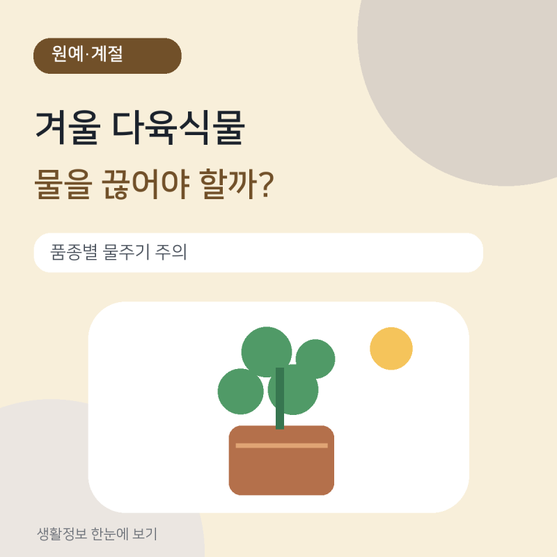 겨울철 다육식물은 물을 주지 않아도 될까? 종류별 물주기와 월동 관리법