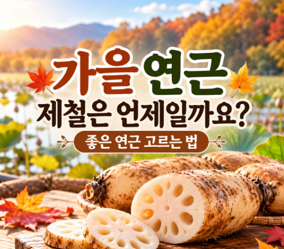 가을 연근 제철은 언제일까요?｜좋은 연근 고르는 법