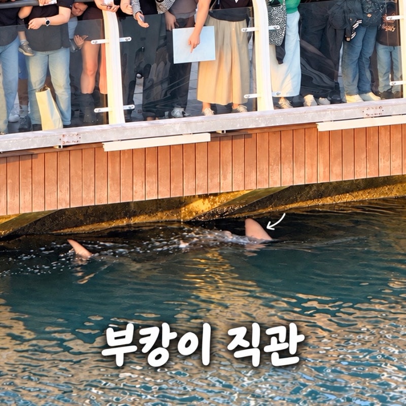 부산역 부캉이 가는 길｜북항 친수공원 위치와 직접 본 후기