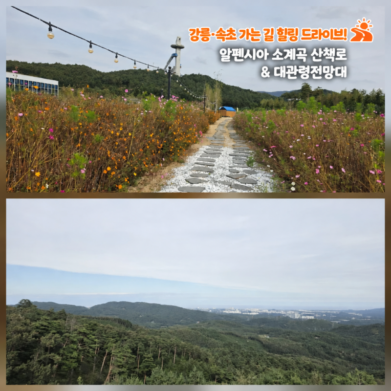 강릉 속초 가는 길 들르기 좋은 코스! 알펜시아 소계곡 산책로 꽃밭 & 대관령전망대