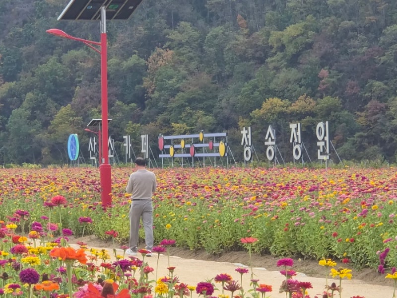 대구근교 10월 가볼만한곳 청송백일홍 가득한 산소카페청송정원