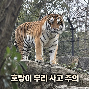 영국 동물원 호랑이 우리 들어간 남성 사망 사고/영국 동물원 호랑이 우리 들어간 남성 사망....