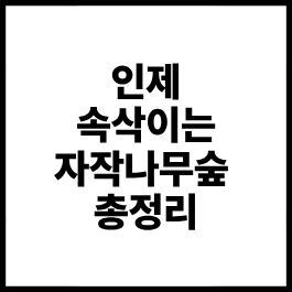 인제 속삭이는 자작나무숲 총정리｜위치·입장료·운영시간·탐방코스·주차 안내