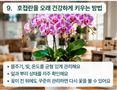 호접란 키우는법｜꽃이 진 뒤 다시 피우는 방법부터 뿌리 관리, 물주기까지 (플레이스콤마)