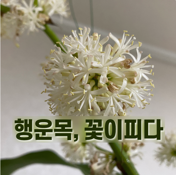 행운목 꽃 피는 시기와 특징, 꽃말, 관리방법 등 알아보자