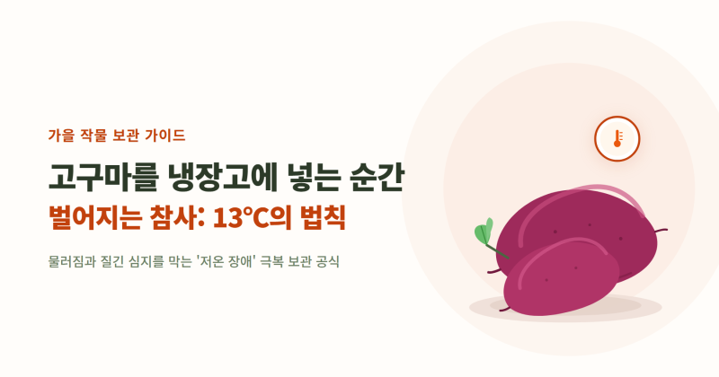 고구마를 냉장고에 넣는 순간 벌어지는 참사: 13℃의 법칙