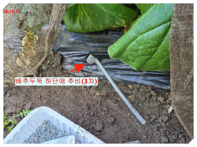 김장배추·김장무 3차 추비 완료! 10월 중순 웃거름 주는 방법과 관리