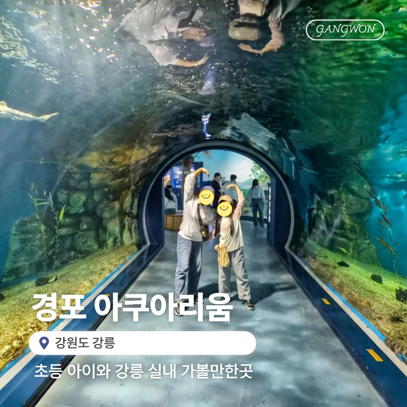 경포아쿠아리움 초등 아이와 강릉 실내 가볼만한곳