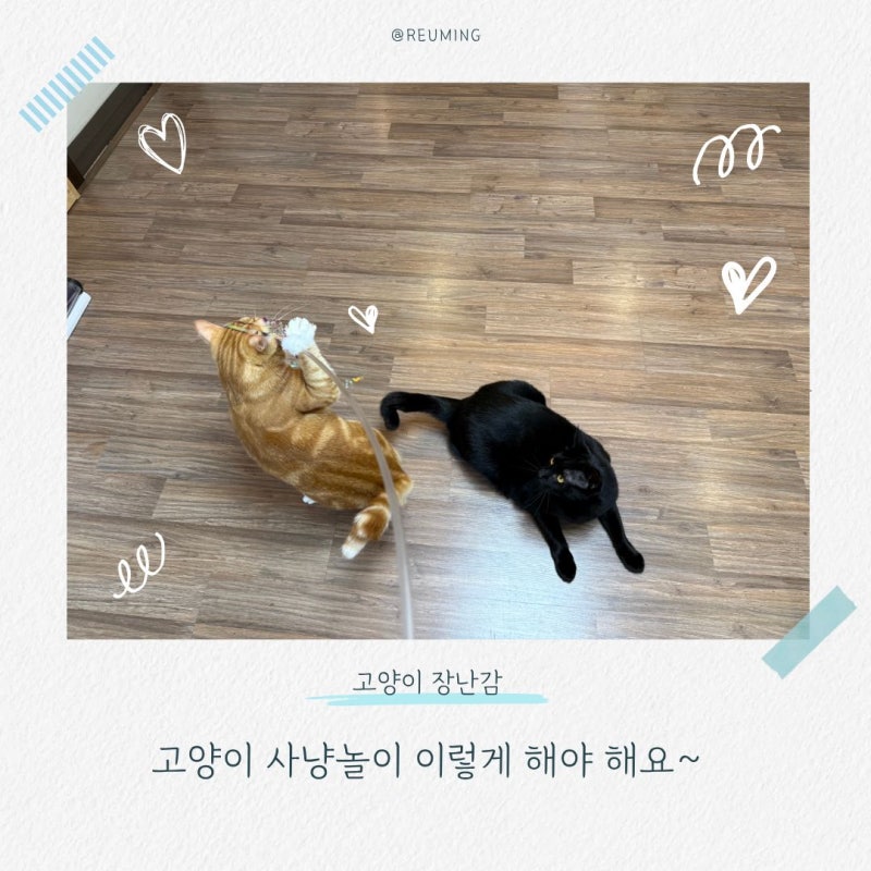 고양이 장난감 사냥놀이 이렇게 놀아주세요
