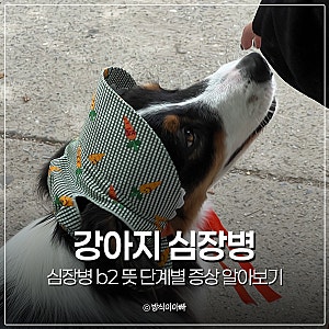 강아지 심장병 b2 뜻 단계별 증상 알아보기, 심장영양제 추천