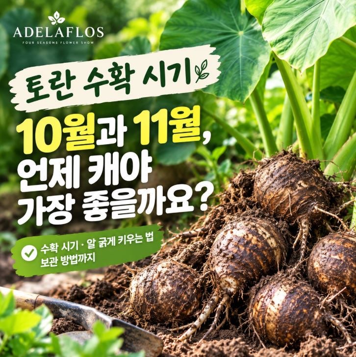 토란 수확 시기 10월과 11월, 언제 캐야 가장 좋을까요?
