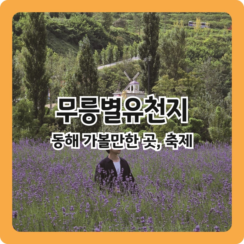 동해 가볼만한 곳, 라벤더 아스타 축제 무릉별유천지 (입장료, 주차, 액티비티 체험시설 가격....