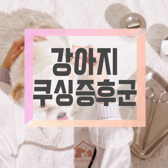 강아지 쿠싱증후군/시흥포동동물병원 참누리동물병원