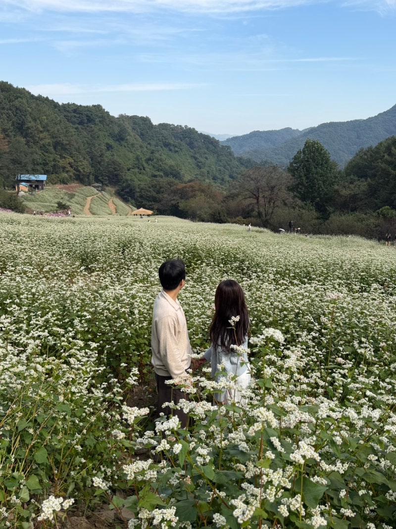 청주 추정리 메밀밭 10월 꽃구경 만개 주차 방문 시간 입장료