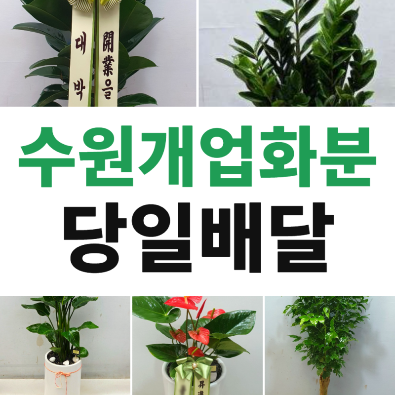 수원개업화분배달 | 세류역 세류동 베스트 인기 화분 추천