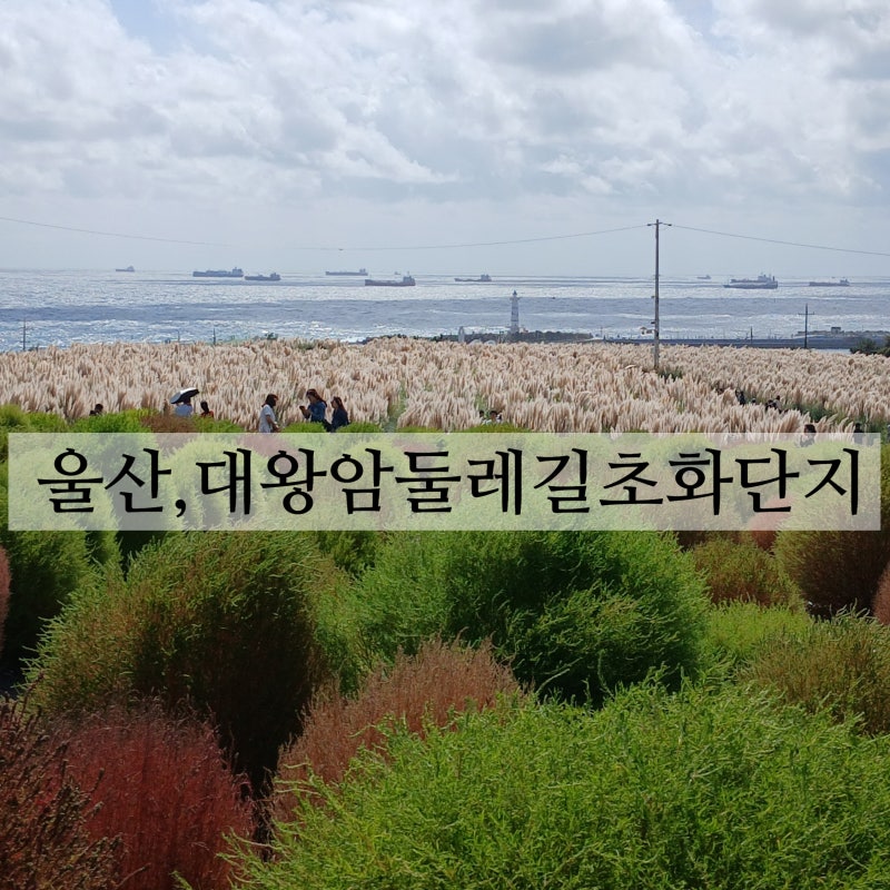 울산 대왕암둘레길초화단지 팜파스와 댑싸리, 슬도바다뷰까지 볼수 있는 이색풍경