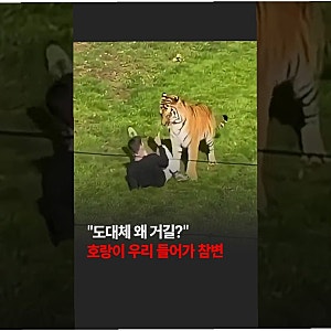 충격! 영국 동물원 호랑이 우리 침입 남성, 결국 비극적 최후 맞아