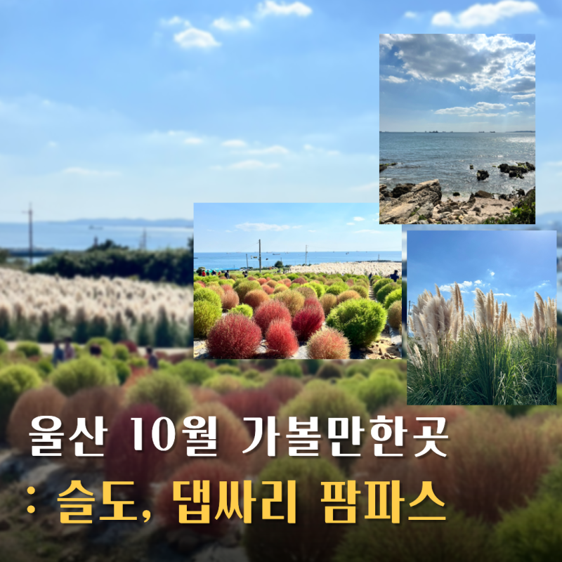 울산 가볼만한곳 10월 슬도 팜파스 댑싸리, 위치 및 주차도 포함