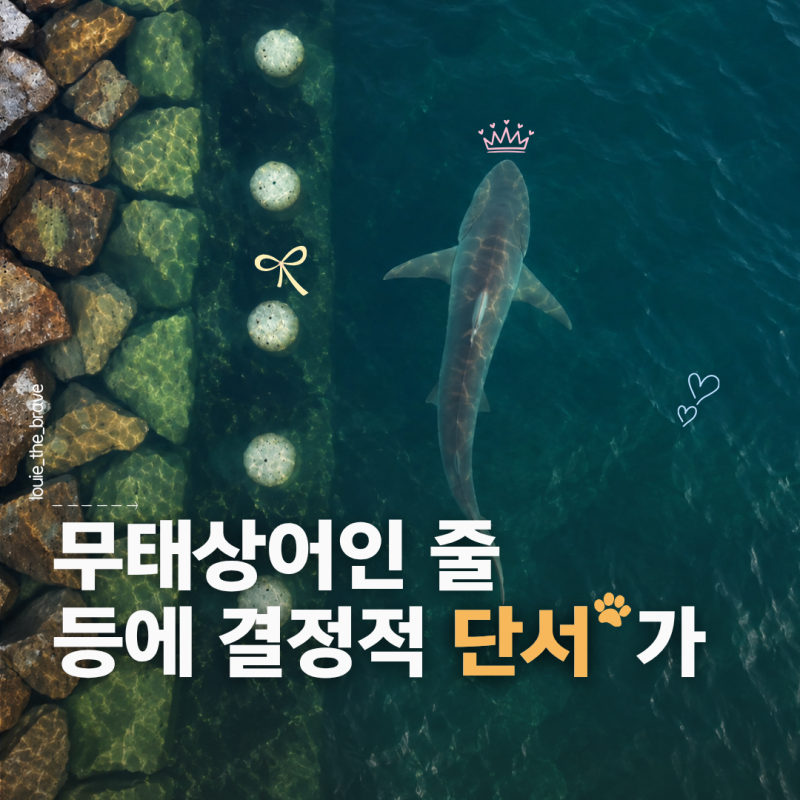 부산 상어 부캉이 뜻, 북항 친수공원 흑상어 정체와 근황
