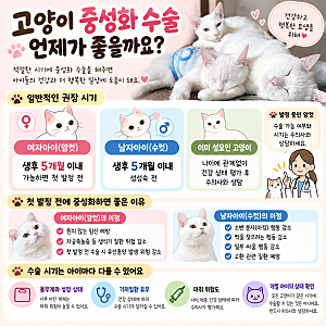 고양이 중성화 수술 시기 언제가 좋을까? 늦어진 우리 집 냥이들과 암컷 수컷 회복 이야기