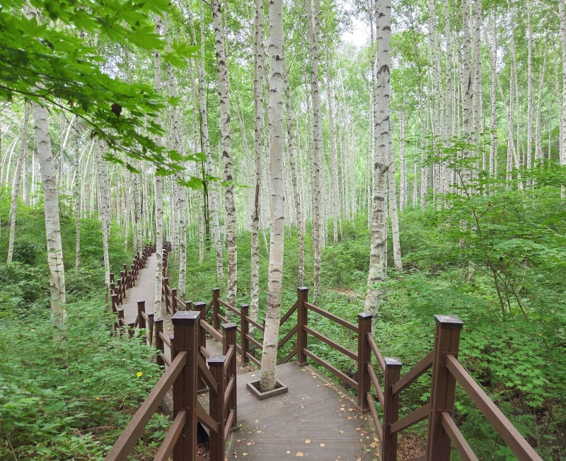 인제 자작나무숲 여행｜가을 단풍 명소부터 주차·입산시간·등산코스까지!