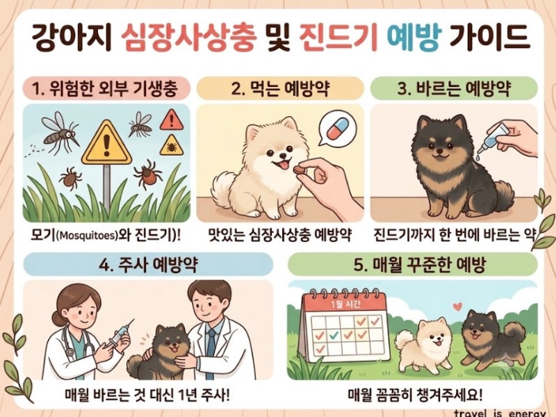 강아지 심장사상충 & 외부 진드기 예방 완벽 가이드 (먹는 약·바르는 약·주사 비교)