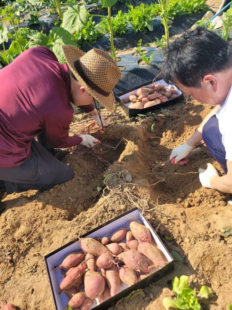 [텃밭] 고구마 심기(26.5.1) 고구마 캐기 수확(26.10.9), 재배기간 5개월