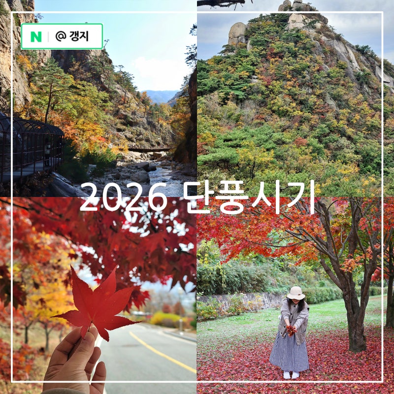 2026 단풍 절정 시기 산림청 예측 설악산 소백산 북한산 내장산 예상 날짜