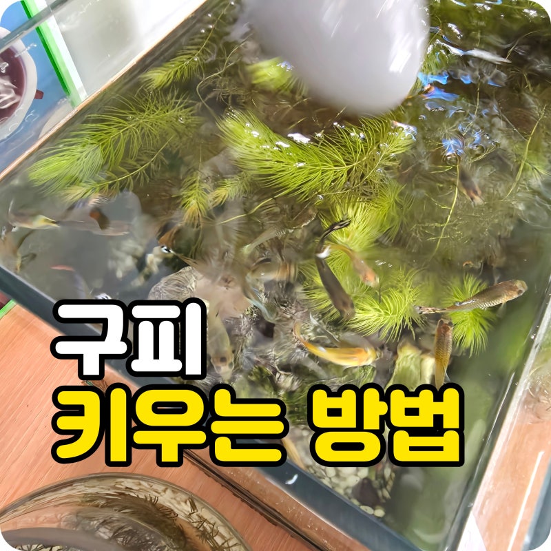 구피 키우는 방법 생각보다 쉽다고? 먹이 수명 물온도 수초가 중요해요