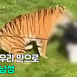 [동물원 호랑이 우리에 뛰어든 남성] 영국 요크셔 야생동물공원서 남성 사망…무단 침입 사....