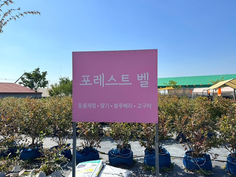 용인 포레스트벨 | 아이와 동물먹이체험부터 고구마 수확까지 즐긴 동물카페 체험후기