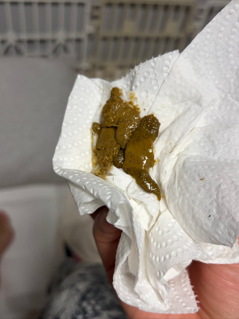 [강아지 혈변] 새끼 강아지 접종 후 설사와 피똥, 전염병일까 스트레스일까? (퍼피 사료와 소....