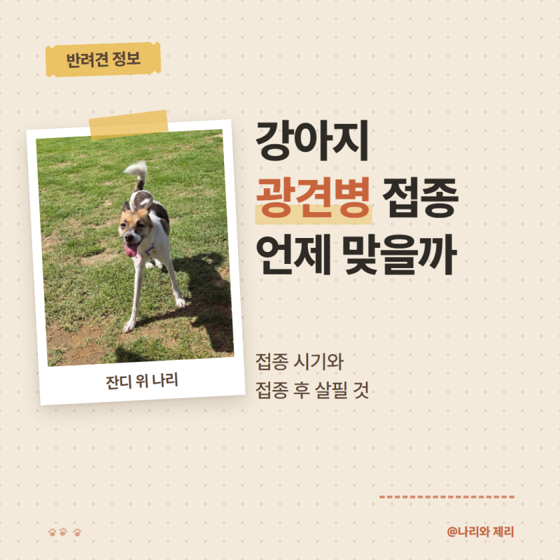 강아지 광견병 예방접종 시기와 접종 후 주의할 점