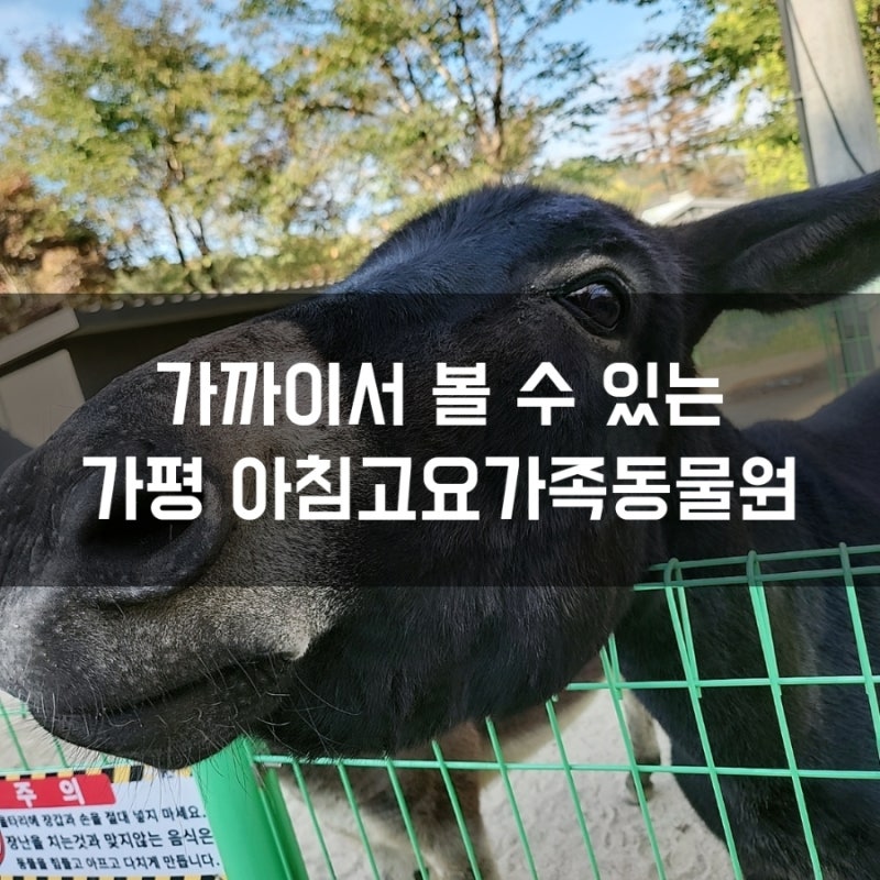 가평 아침고요가족동물원 할인 아이와 가볼만한곳 데이트추천 장단점