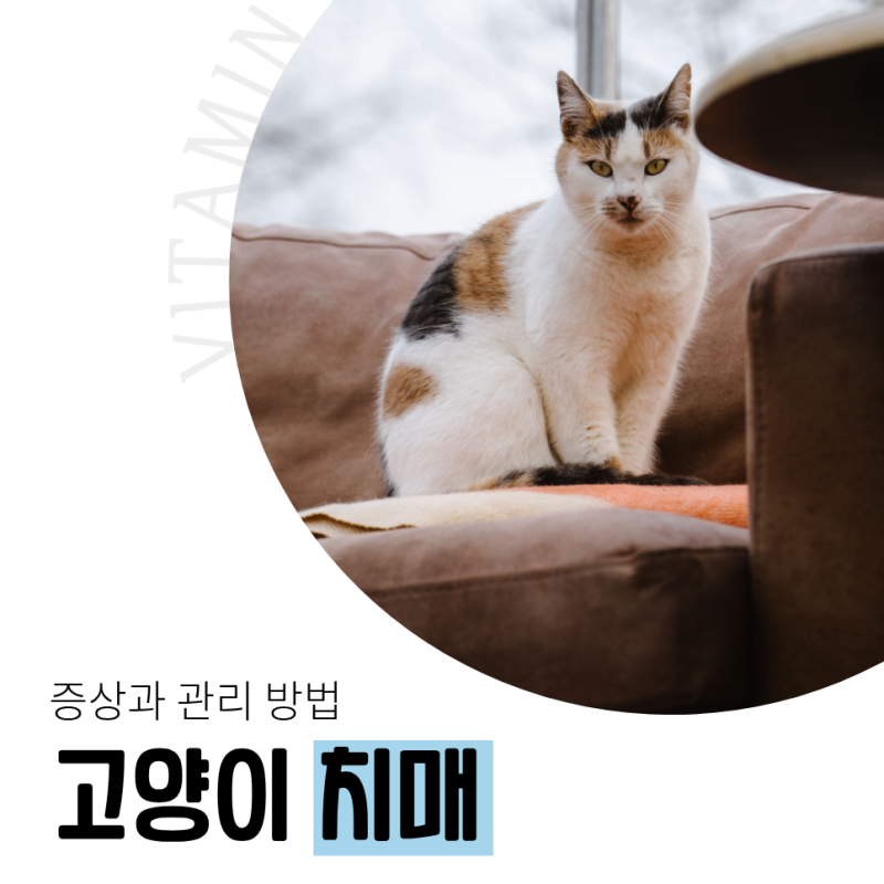 고양이 치매 증상과 관리 방법, 노령묘의 행동 변화를 살펴보세요