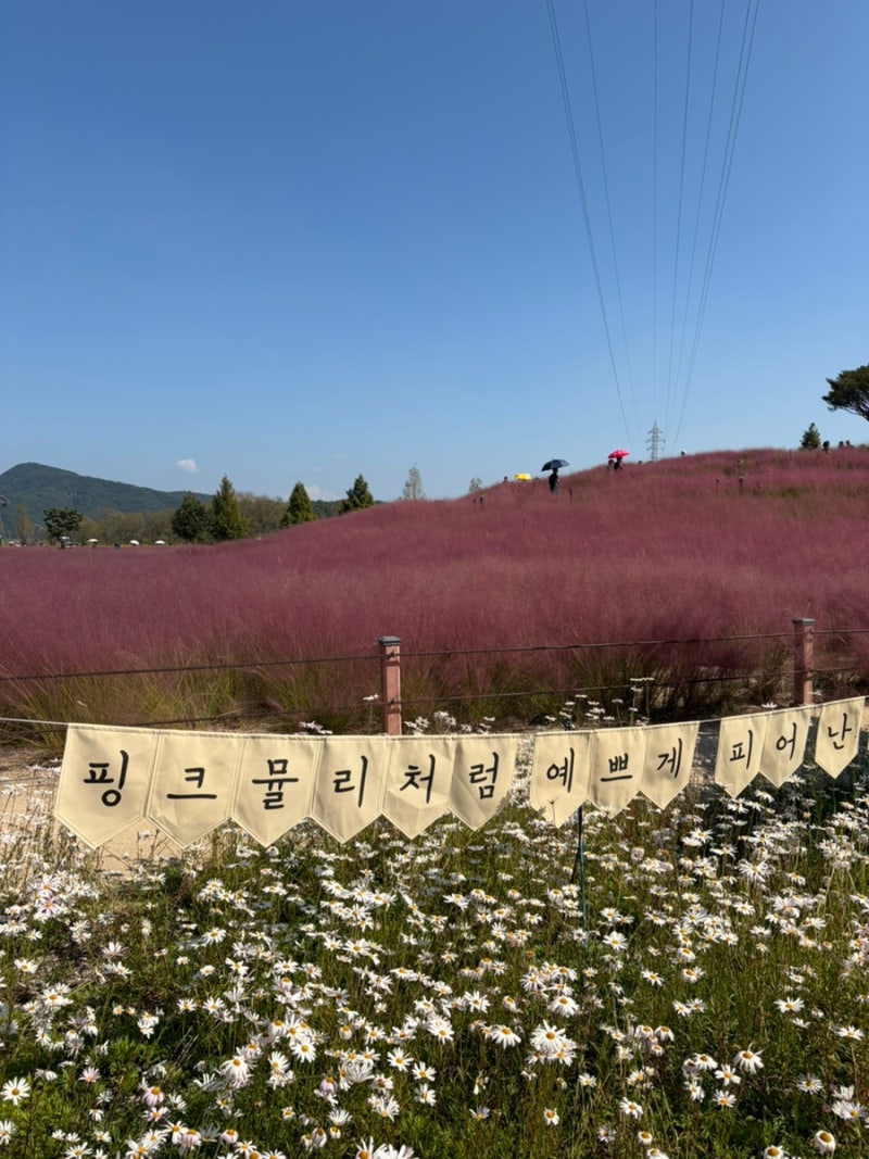가을 국내여행 추천 합천 가볼만한곳 | 합천 신소양체육공원 핑크뮬리 대박