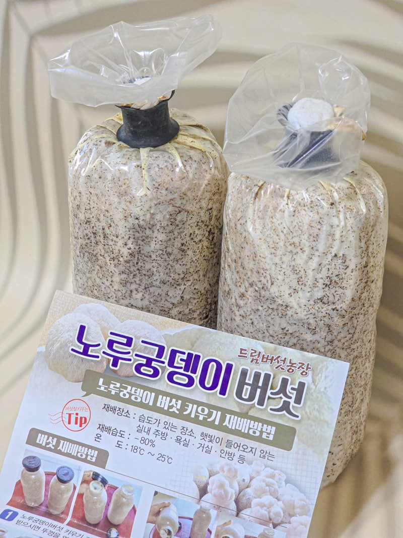 집에서 노루궁뎅이버섯키우기 드림버섯농장 버섯 재배 배지 키트
