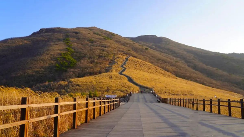 울산 간월재 억새축제 총정리｜억새 절정시기·등산코스·주차장·영남알프스 가을여행