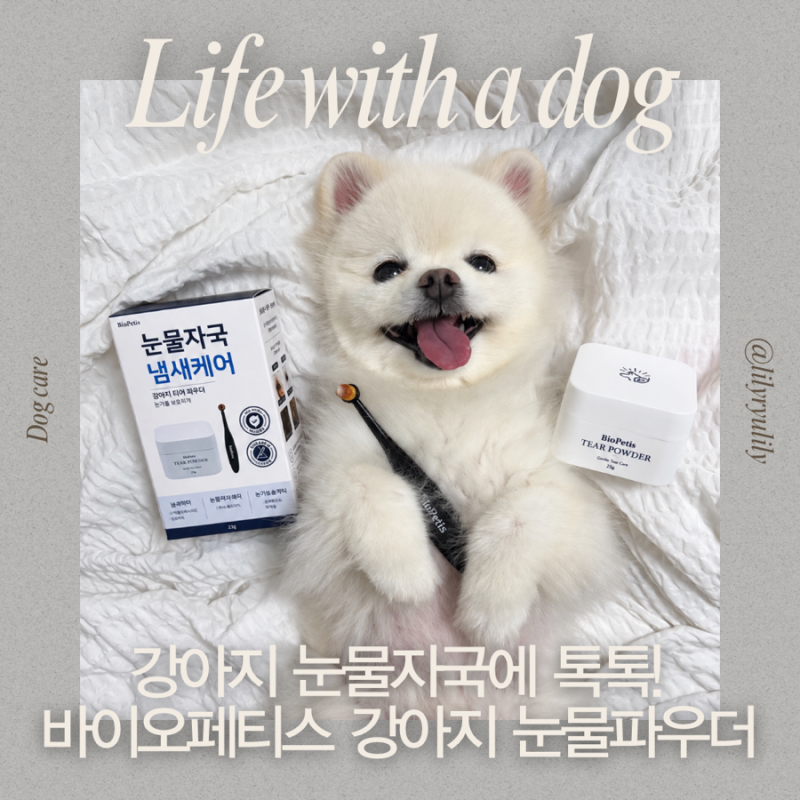 강아지눈물자국 관리｜바이오페티스 강아지 눈물 파우더 :: 눈물자국 없는 포메 수니의 비법