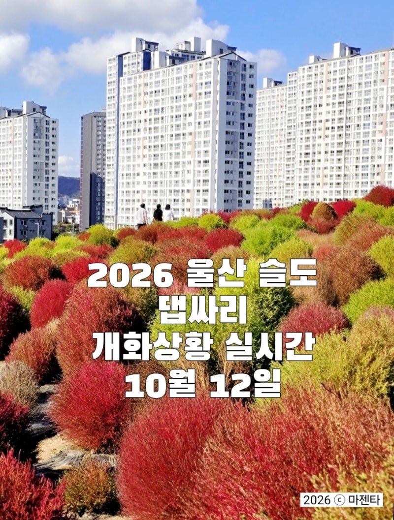2026 울산 슬도 댑싸리 방문후기 | 위치·주차·실시간 개화상황 10월 12일