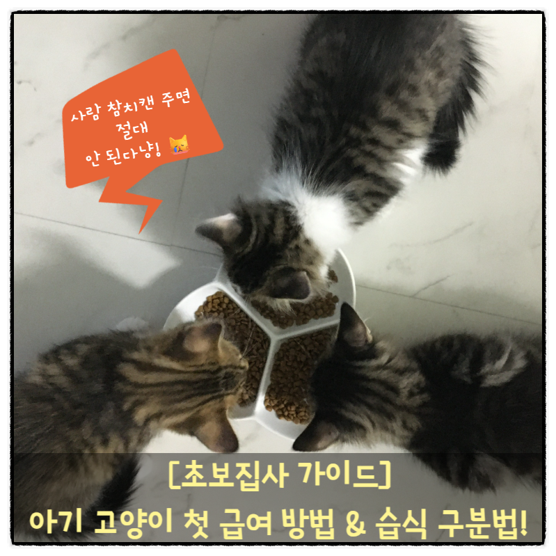[초보 집사 가이드] 고양이 사료 첫 급여와 교체 방법! 습식사료 간식캔 차이점 완벽 정리