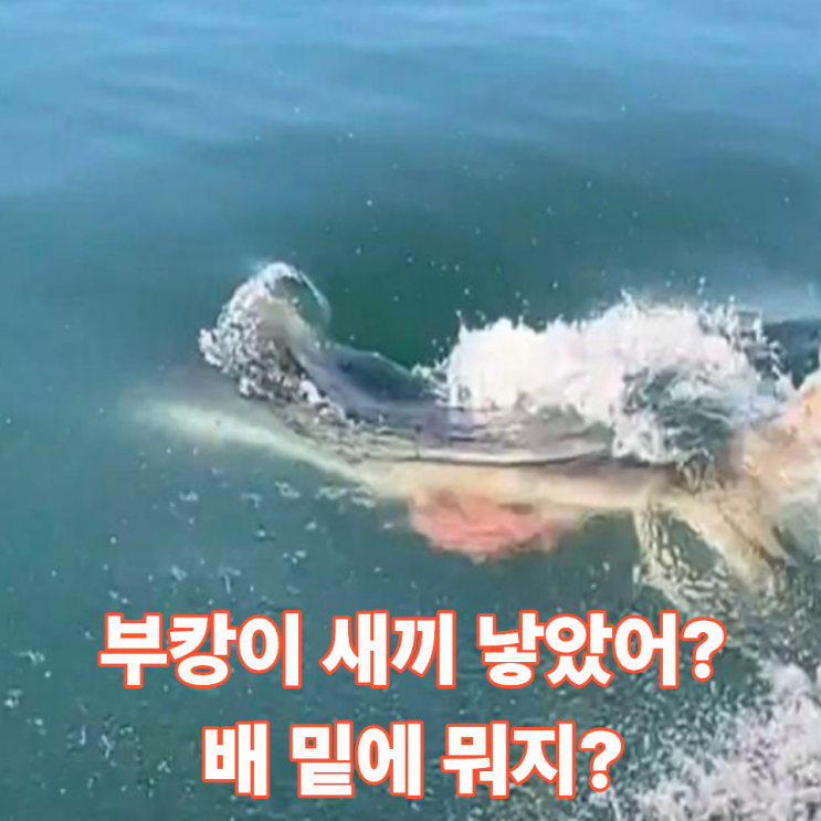 부산 북항 <b>상어 부캉이</b> 134만 명 몰렸다! 지역경제 효과부터 배 속 붉....