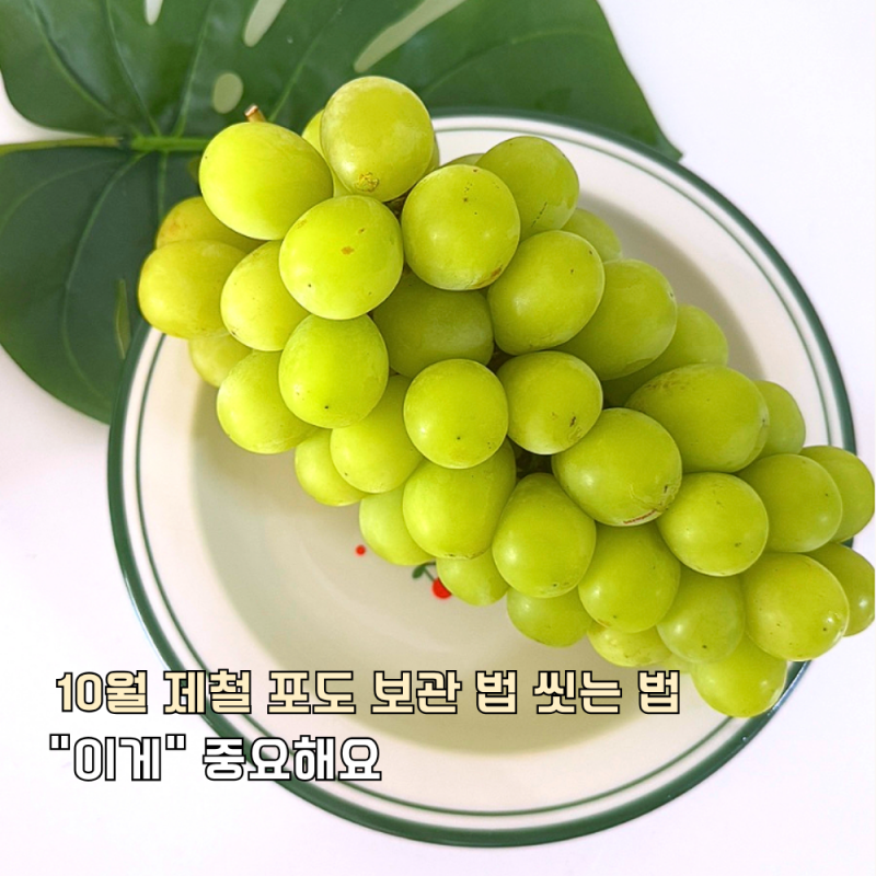 10월 제철 음식 포도 보관 법 씻는 법 "이게" 중요해요