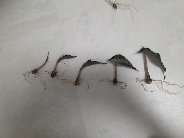 (식집사이야기) 아마조니카 알로카시아 자구 한달변화(자구→유묘 )거북이 오둥이와 푸세이....