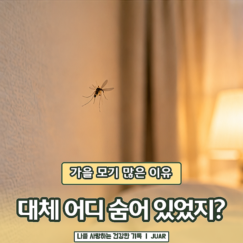 불 끄면 또 귓가에서 윙… 가을 모기 많은 이유, 밤마다 나타나는 건 왜일까